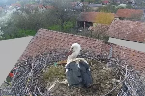 Веб-камера Румынии, Думбравиоара, Гнездо аистов