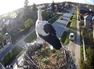 Веб-камеры Румынии, Ракари, Гнезда аистов